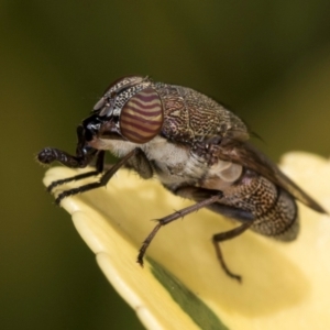 Stomorhina subapicalis at Melba, ACT - 21 Mar 2024