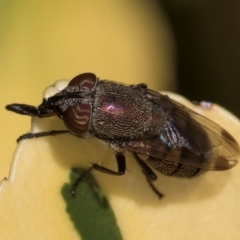 Stomorhina subapicalis at Melba, ACT - 21 Mar 2024 11:45 AM