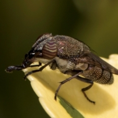 Stomorhina subapicalis at Melba, ACT - 21 Mar 2024