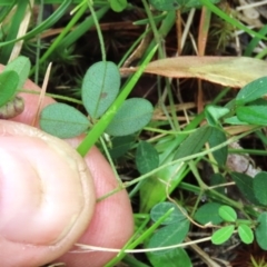 Glycine clandestina at Tinderry Mountains - 16 Mar 2024