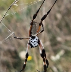 Trichonephila edulis (Golden orb weaver) at Hawker, ACT - 23 Mar 2024 by sangio7
