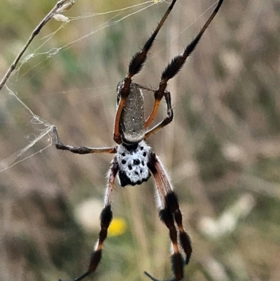 Trichonephila edulis (Golden orb weaver) at The Pinnacle - 23 Mar 2024 by sangio7