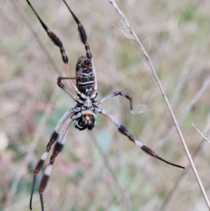 Trichonephila edulis at The Pinnacle - 23 Mar 2024