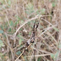 Trichonephila edulis at The Pinnacle - 23 Mar 2024