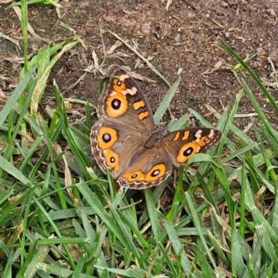 Junonia villida (Meadow Argus) at Braidwood, NSW - 23 Mar 2024 by MatthewFrawley