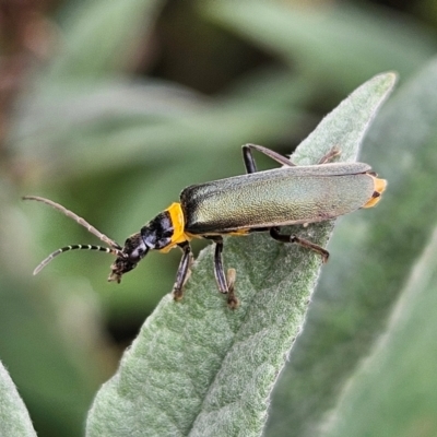 Chauliognathus lugubris (Plague Soldier Beetle) at Braidwood, NSW - 23 Mar 2024 by MatthewFrawley