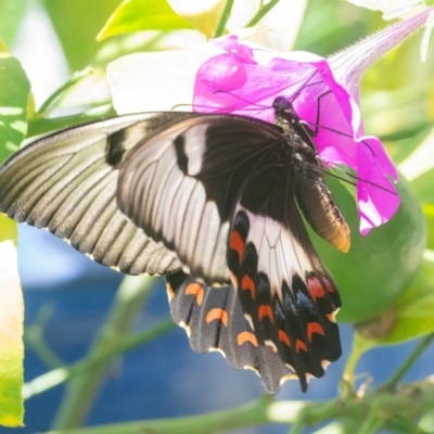 Papilio aegeus (Orchard Swallowtail, Large Citrus Butterfly) at QPRC LGA - 21 Mar 2024 by WHall