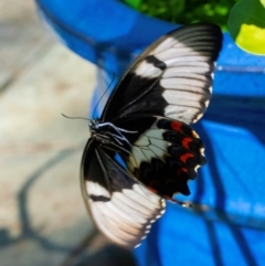 Papilio aegeus at QPRC LGA - 21 Mar 2024