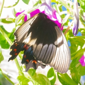 Papilio aegeus at QPRC LGA - 21 Mar 2024