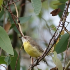 Gerygone olivacea (White-throated Gerygone) at Hall, ACT - 23 Mar 2024 by Anna123