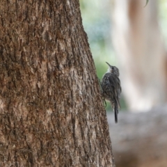 Cormobates leucophaea (White-throated Treecreeper) at Hall, ACT - 23 Mar 2024 by Anna123