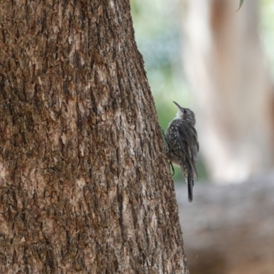 Cormobates leucophaea (White-throated Treecreeper) at Hall, ACT - 23 Mar 2024 by Anna123