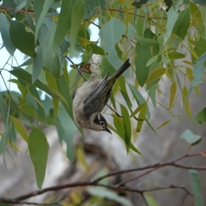 Melithreptus brevirostris at Hall, ACT - 23 Mar 2024 11:17 AM