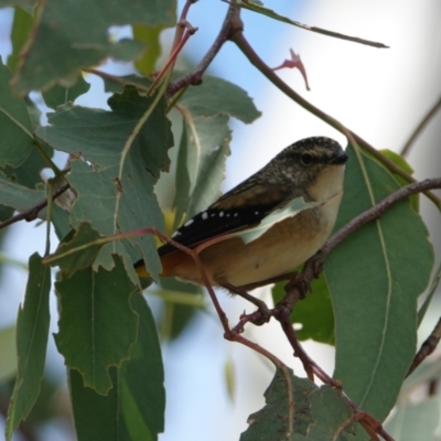 Pardalotus punctatus (Spotted Pardalote) at Hall, ACT - 23 Mar 2024 by Anna123