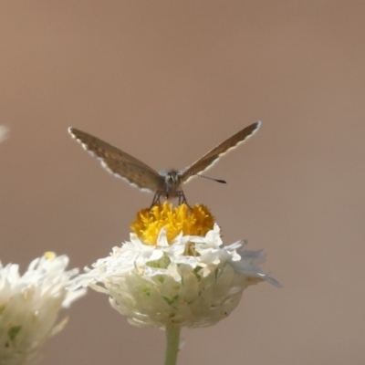 Zizina otis (Common Grass-Blue) at Franklin, ACT - 22 Mar 2024 by HappyWanderer