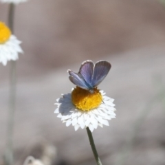 Zizina otis at North Mitchell Grassland  (NMG) - 22 Mar 2024