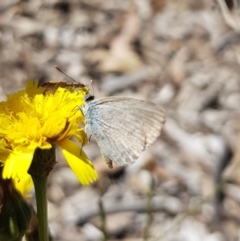 Zizina otis at North Mitchell Grassland  (NMG) - 22 Mar 2024