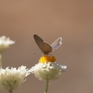 Zizina otis at North Mitchell Grassland  (NMG) - 22 Mar 2024