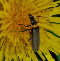 Chauliognathus lugubris (Plague Soldier Beetle) at Parkes, ACT - 23 Mar 2024 by trevorpreston