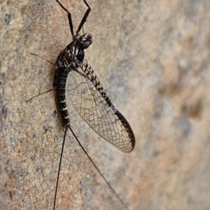 Ephemeroptera (order) at Mount Ainslie to Black Mountain - 23 Mar 2024