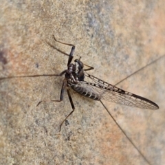 Ephemeroptera (order) at Mount Ainslie to Black Mountain - 23 Mar 2024