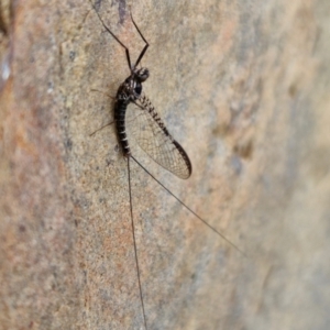 Ephemeroptera (order) at Mount Ainslie to Black Mountain - 23 Mar 2024