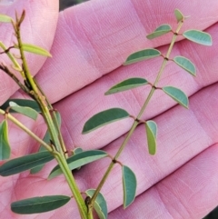 Indigofera australis subsp. australis (Australian Indigo) at Weetangera, ACT - 20 Mar 2024 by sangio7