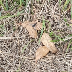 Villa sp. (genus) (Unidentified Villa bee fly) at Lake Burley Griffin West - 23 Mar 2024 by VanceLawrence