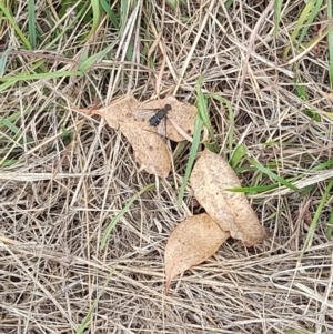 Villa sp. (genus) at Lake Burley Griffin West - 23 Mar 2024 11:45 AM