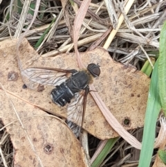 Villa sp. (genus) at Lake Burley Griffin West - 23 Mar 2024 11:45 AM