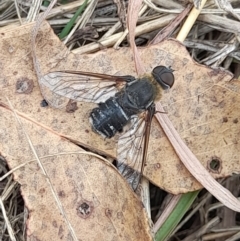 Villa sp. (genus) at Lake Burley Griffin West - 23 Mar 2024 11:45 AM