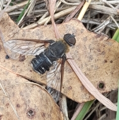 Villa sp. (genus) at Lake Burley Griffin West - 23 Mar 2024 11:45 AM