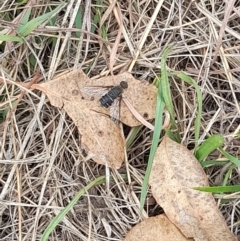 Villa sp. (genus) at Lake Burley Griffin West - 23 Mar 2024 11:45 AM