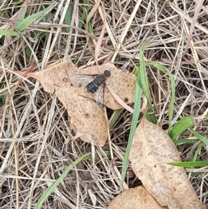 Villa sp. (genus) at Lake Burley Griffin West - 23 Mar 2024 11:45 AM