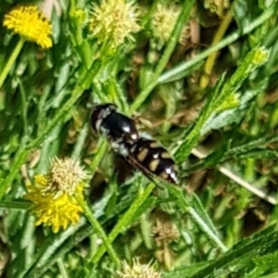 Melangyna sp. (genus) (Hover Fly) at Franklin, ACT - 22 Mar 2024 by HappyWanderer