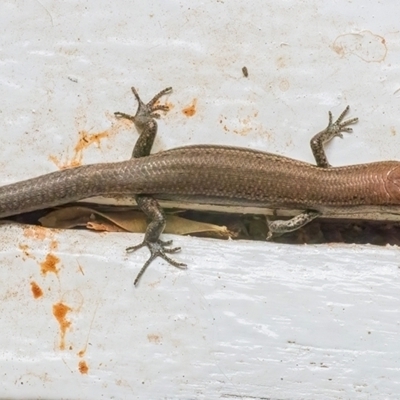 Lampropholis delicata (Delicate Skink) at QPRC LGA - 17 Mar 2024 by WHall