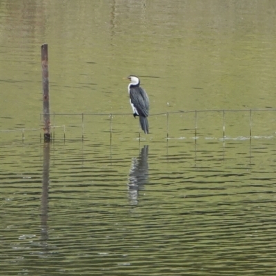 Microcarbo melanoleucos (Little Pied Cormorant) at Hall, ACT - 23 Mar 2024 by Anna123