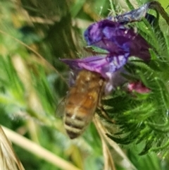 Apis mellifera (European honey bee) at Franklin, ACT - 22 Mar 2024 by HappyWanderer