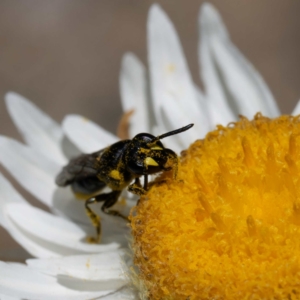 Hylaeus (Prosopisteron) quadratus at Namadgi National Park - 19 Mar 2024