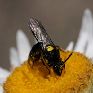 Hylaeus (Prosopisteron) quadratus at Namadgi National Park - 19 Mar 2024 12:41 PM