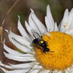 Hylaeus (Prosopisteron) quadratus at Namadgi National Park - 19 Mar 2024