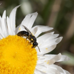 Hylaeus (Prosopisteron) quadratus at Namadgi National Park - 19 Mar 2024