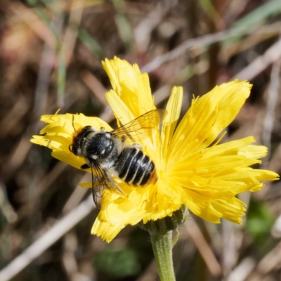 Megachile (Eutricharaea) maculariformis (Gold-tipped leafcutter bee) at Cotter River, ACT - 19 Mar 2024 by DPRees125