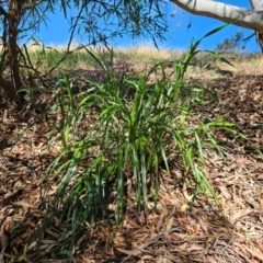 Dianella sp. (Flax Lily) at Weetangera, ACT - 21 Mar 2024 by sangio7