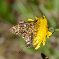 Oreixenica latialis (Small Alpine Xenica) at Cotter River, ACT - 19 Mar 2024 by DPRees125