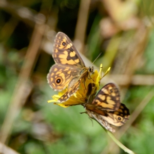 Oreixenica latialis at Namadgi National Park - 19 Mar 2024