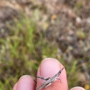 Keyacris scurra at Bellmount Forest, NSW - 23 Mar 2024