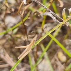 Keyacris scurra at Bellmount Forest, NSW - 23 Mar 2024