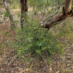 Olea europaea subsp. cuspidata (African Olive) at Weetangera, ACT - 23 Mar 2024 by sangio7