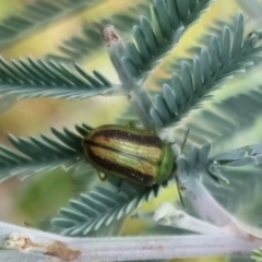 Calomela vittata (Acacia leaf beetle) at QPRC LGA - 23 Mar 2024 by clarehoneydove